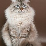 Вильям Синеглазый АнгелНевская маскарадная кошка
