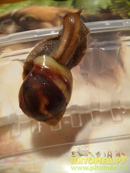 Фулика ли?  (Определено: Achatina fulica) 568505