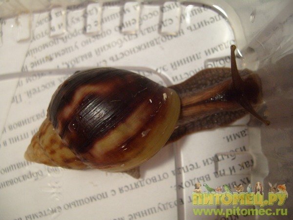 Фулика ли?  (Определено: Achatina fulica) 568523