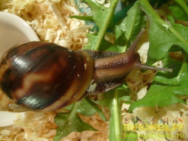 Фулика ли?  (Определено: Achatina fulica) 568527