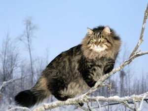 сибирская кошка фото 4