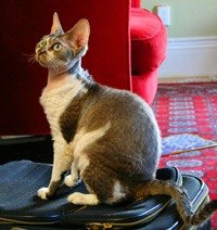 http://www.pitomec.ru/upload/admin/images/kinds/cats/Devon_Rex.jpg