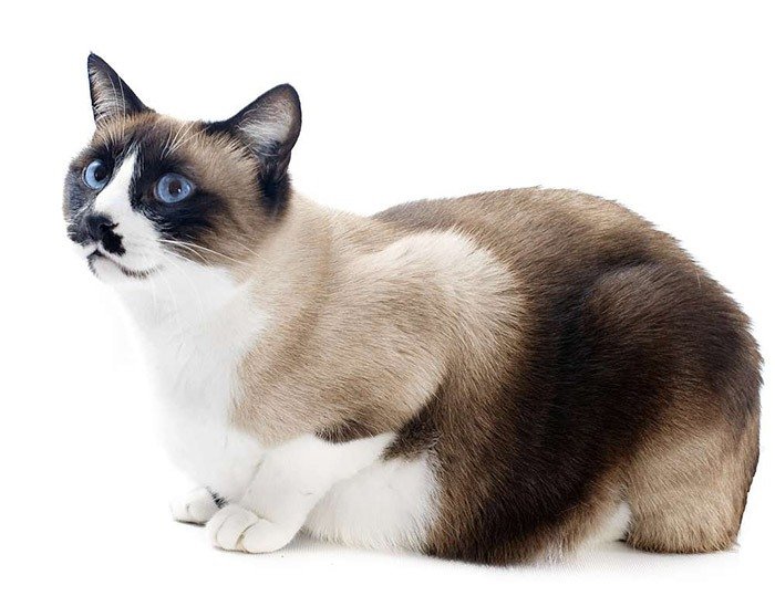 Описание породы кошек Сноу-шу фото 1