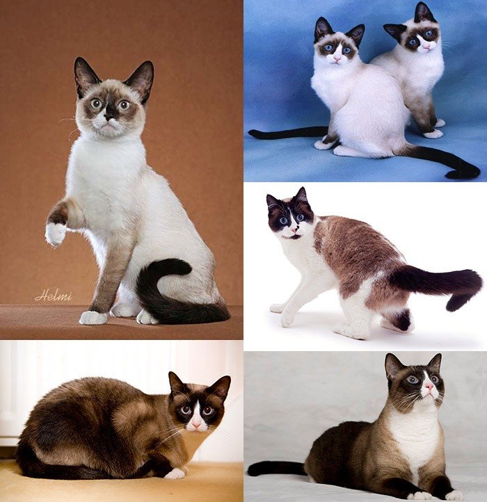 Описание и фото кошек породы Сноу-шу