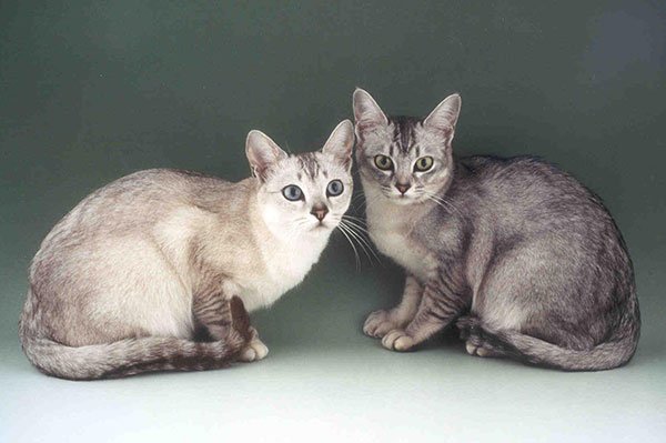 Бурмилла - порода кошек фото 2