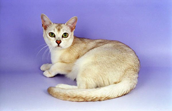 Бурмилла - порода кошек фото 3
