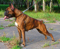 http://www.pitomec.ru/upload/admin/images/kinds/dogs/bokser.gif