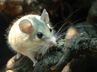 Мышь Акомисы