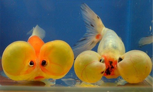 Золотая рыбка Водяные глазки фото 2